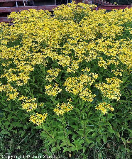 Senecio sarracenicus, puistovillakko